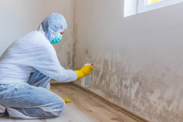 Mold Remediation specialist working in Brick