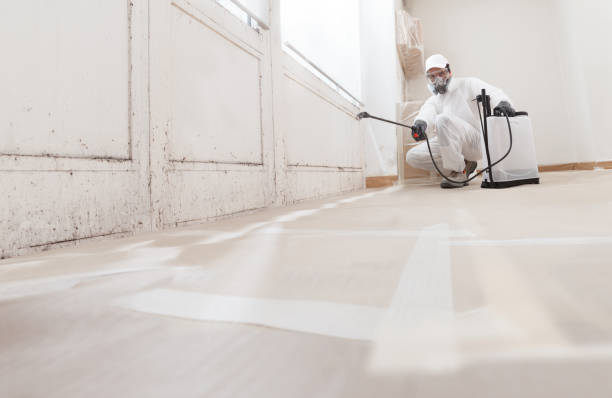 Black mold remediation team in Brick